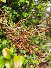 Calyptospora columnaris