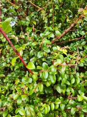 Calyptospora columnaris