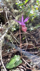 Calypso bulbosa occidentalis