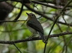 Cyornis sumatrensis