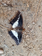 Charaxes