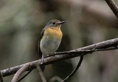 Cyornis sumatrensis