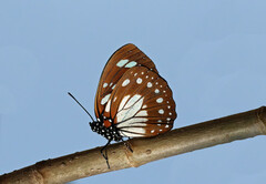 Charaxes wakefieldi