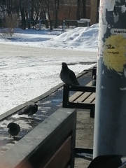 Columba livia domestica