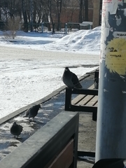 Columba livia domestica