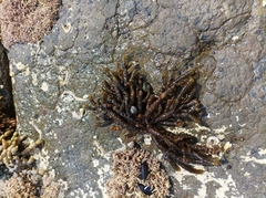 Splachnidium rugosum