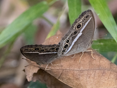 Mycalesis perseoides