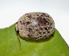 Trachymela orbicularis