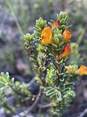 Pultenaea tuberculata