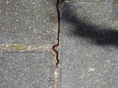 Indotyphlops braminus