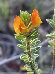 Pultenaea tuberculata