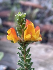 Pultenaea tuberculata