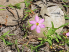 Sabatia campanulata