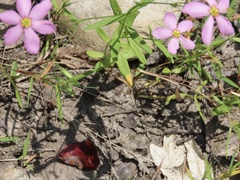 Sabatia campanulata