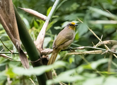 Pycnonotus finlaysoni