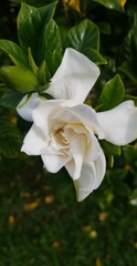 Gardenia