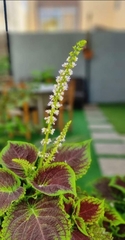 Coleus scutellarioides