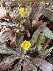 Camissoniopsis micrantha