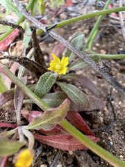 Camissoniopsis micrantha