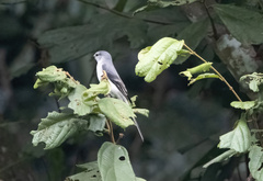 Pericrocotus divaricatus