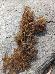 Cystophora subfarcinata