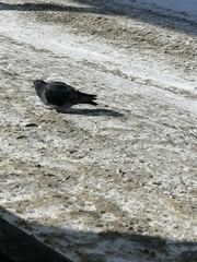 Columba livia domestica