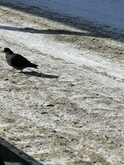 Columba livia domestica