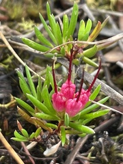 Darwinia grandiflora