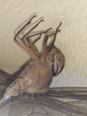 Gynacantha dravida