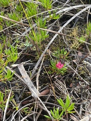 Darwinia grandiflora