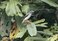 Pericrocotus divaricatus