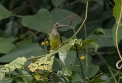 Arachnothera longirostra