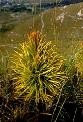 Retzia capensis
