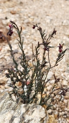 Thamnosma texana