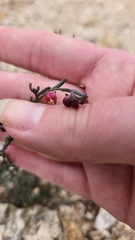 Thamnosma texana