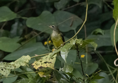 Arachnothera longirostra