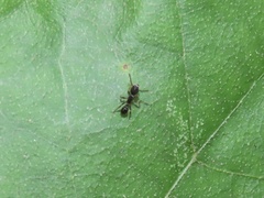 Myrmica