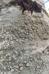 Lecanora caesiorubella
