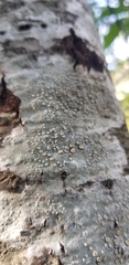 Lecanora caesiorubella