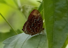 Abisarina