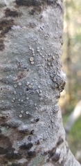 Lecanora caesiorubella
