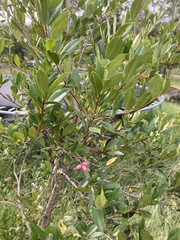 Syzygium australe