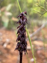 Genoplesium woollsii