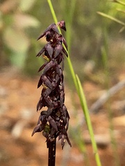 Genoplesium woollsii
