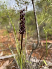 Genoplesium woollsii