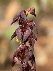 Genoplesium woollsii