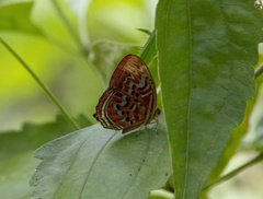 Abisarina