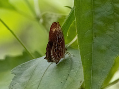 Abisarina