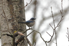 Aphelocoma californica