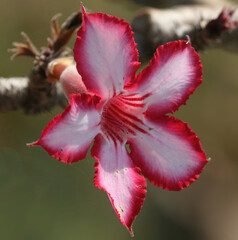 Adenium multiflorum